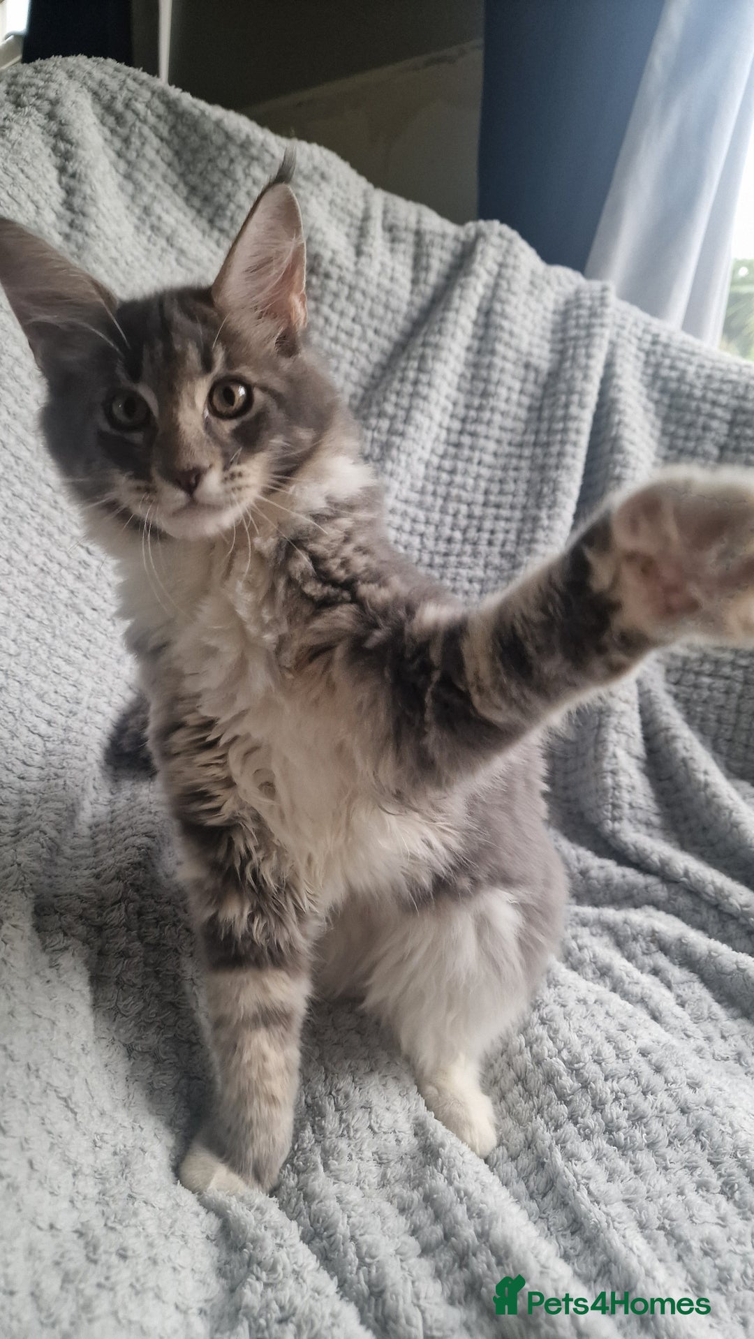 Maine Coon cats for sale: Adorable Maine Coon Kittens for Sale - Image 10