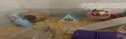 Hamster rodents for sale: Harriett the hamster  - Advert 4