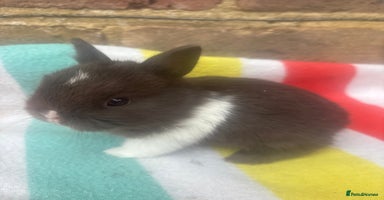 Netherland Dwarf rabbits - Advert 10