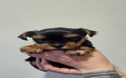 Yorkshire Terrier dogs for sale: 1 Male , Miniature Yorkshire  in Manchester - Image 2