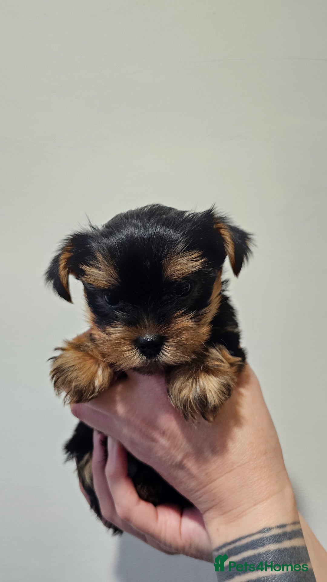 Yorkshire Terrier dogs for sale: 1 Male , Miniature Yorkshire  in Manchester - Image 2