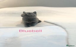 British Shorthair cats for sale: GCCF Registered British Shorthair Girl - Image 7