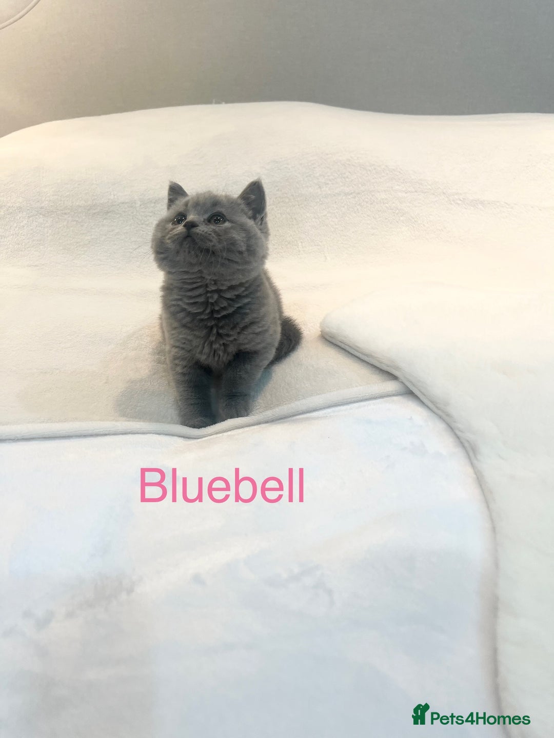 British Shorthair cats for sale: GCCF Registered British Shorthair Girl - Image 7