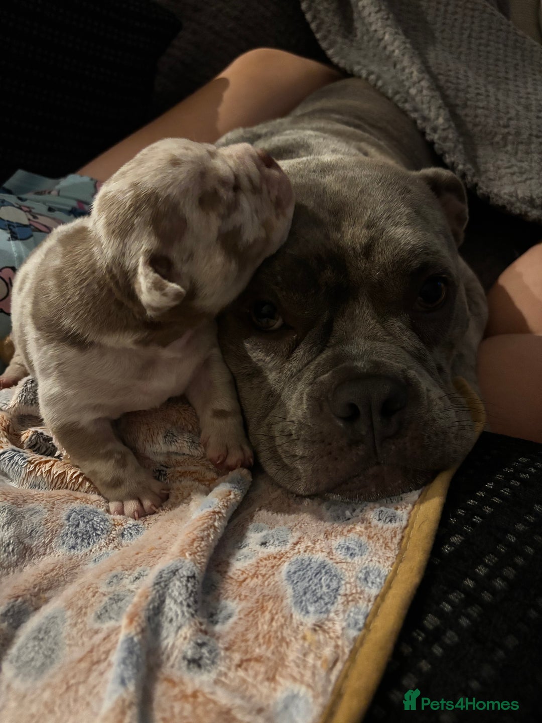 American Bully dogs for sale: Pocket Bully  - Image 4