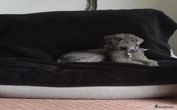 Bedlington Terrier dogs for sale: 1 year old  - Image 1