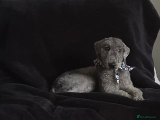 Bedlington Terrier dogs - Advert 2