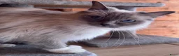 Ragdoll cats for sale: Ragdolls - cute and fluffy  - Advert 3