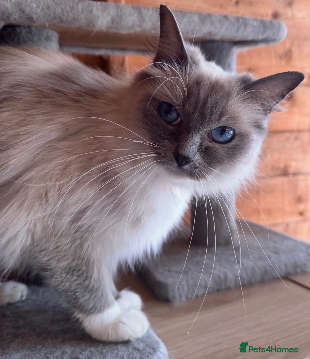 Ragdoll cats for sale: Ragdolls - cute and fluffy  - Advert 3