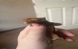 Gecko reptiles for sale: Crested geckos - Advert 7