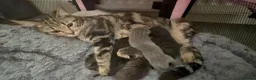 Mixed Breed cats for sale: British shorthair X ragdoll in Motherwell - Advert 2