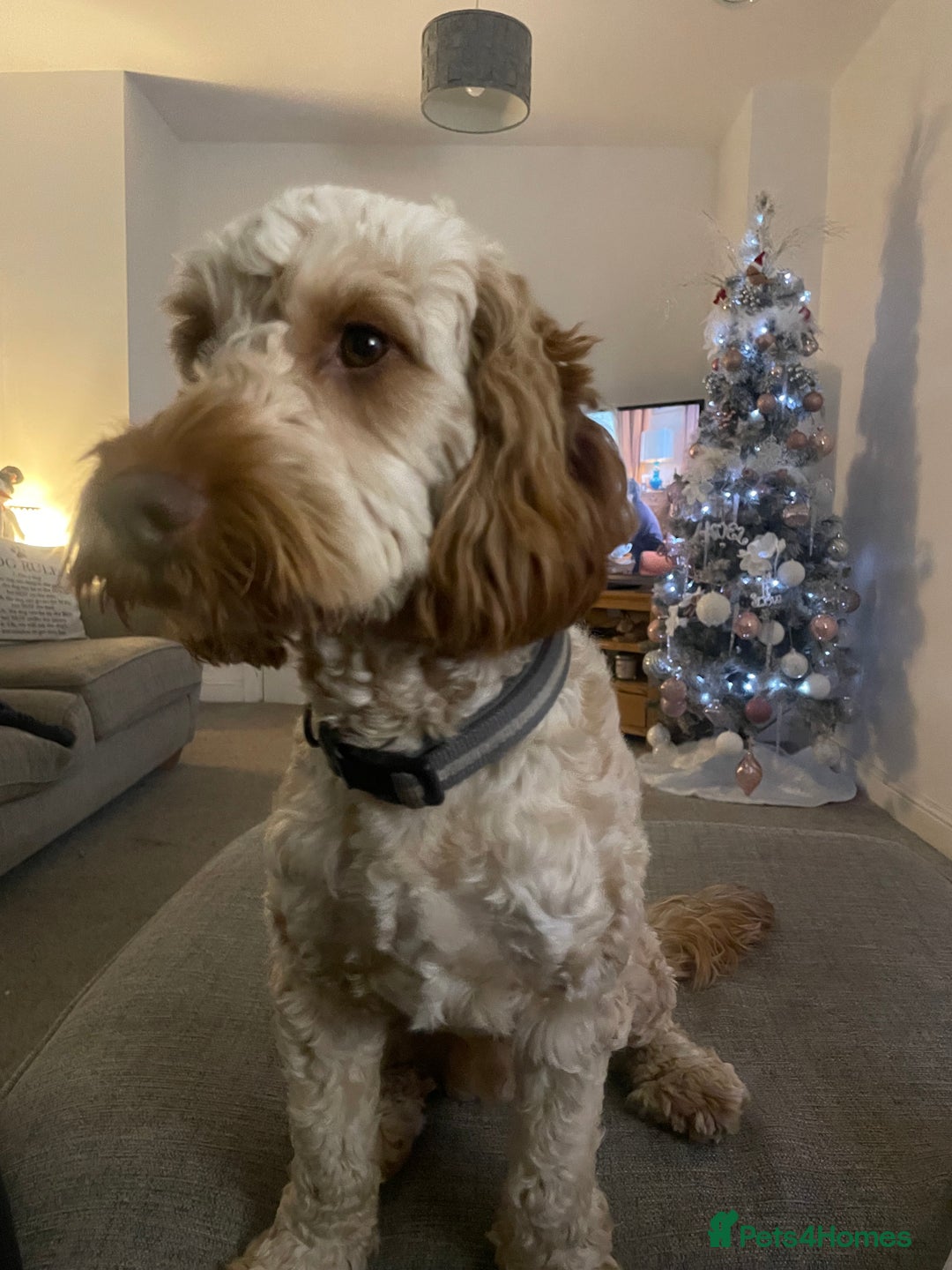 Cockapoo dogs for stud: Cockapoo Male Stud F1  - Advert 9