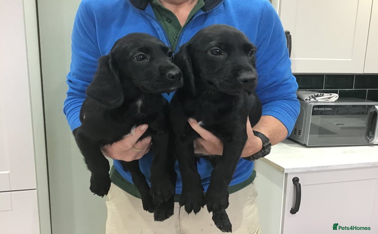 Cockerdor dogs - Advert 1