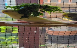Budgerigars birds for sale: Yellow Lutino budgies. - Image 16