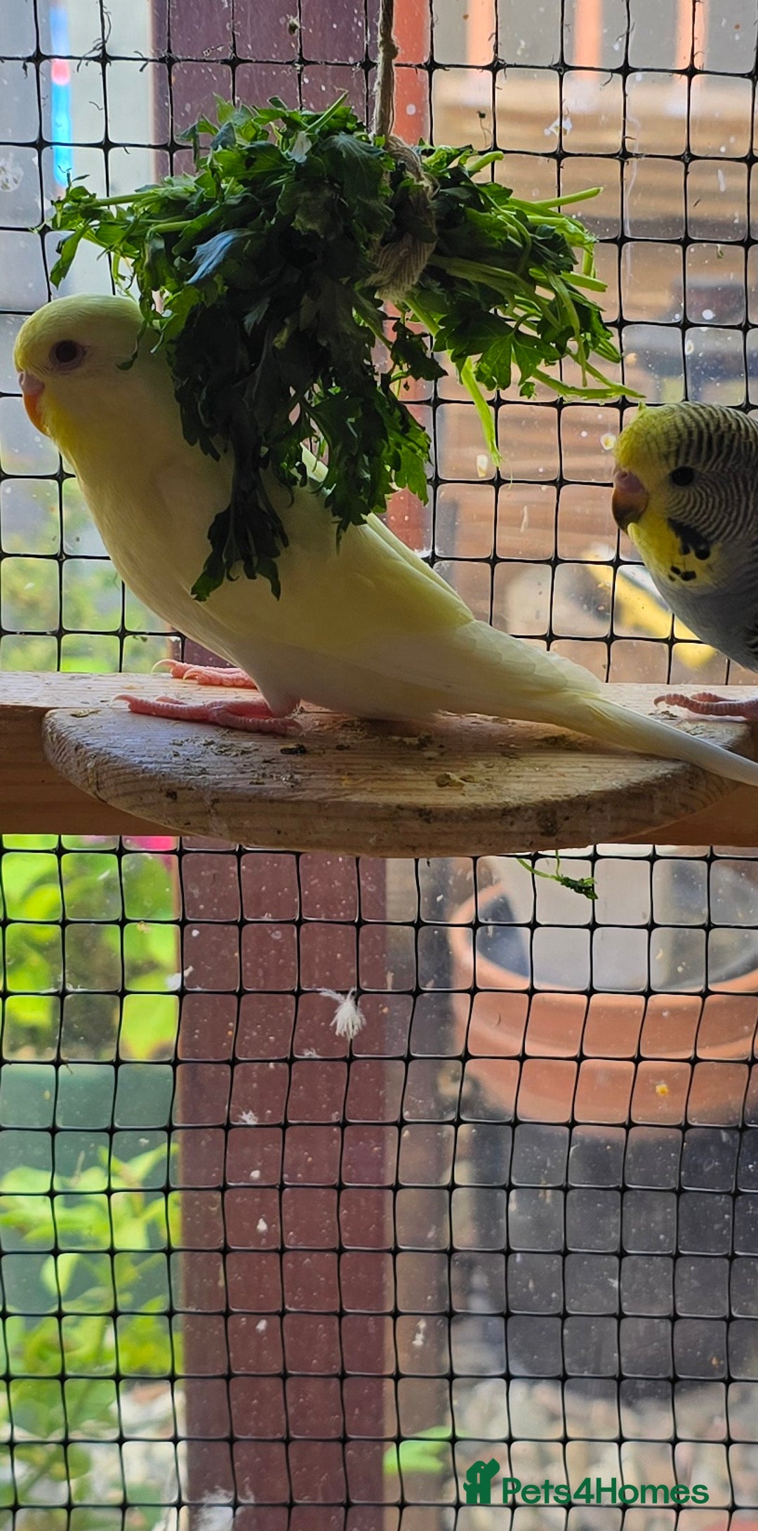 Budgerigars birds for sale: Yellow Lutino budgies. - Image 16
