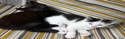 Mixed Breed cats for sale: Fluffy kittens ❤️ - Advert 9