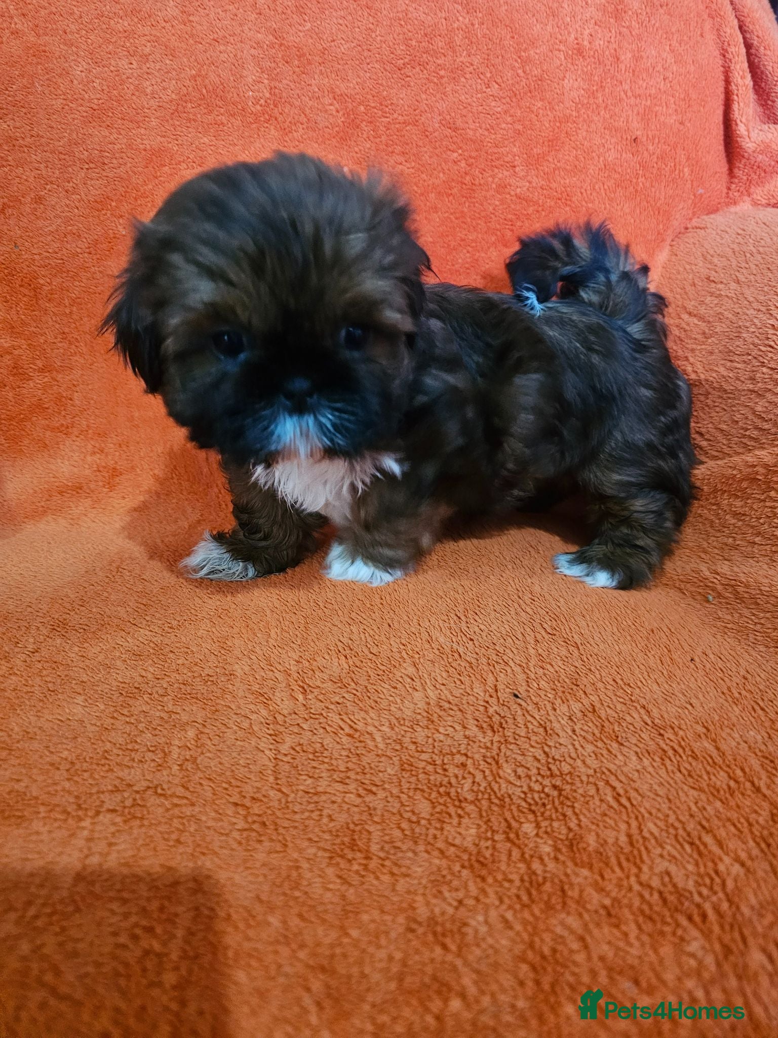 Shih Tzu dogs Royal Kennel Club registered standard shih tzu pup - Advert 15