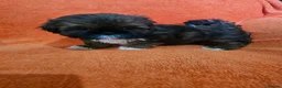 Shih Tzu dogs for sale: Royal Kennel Club registered standard shih tzu pup - Advert 3