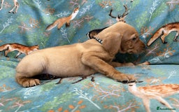 Labrador Retriever dogs for sale: KC Registered Labrador Puppies - Call  **  - Image 28