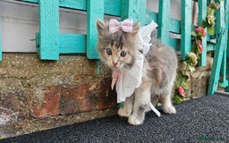 British Longhair cats for sale: Famle - Image 4