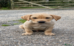 Labrador Retriever dogs for sale: KC Reg Labrador Puppy **LAST ONE ** - Image 6