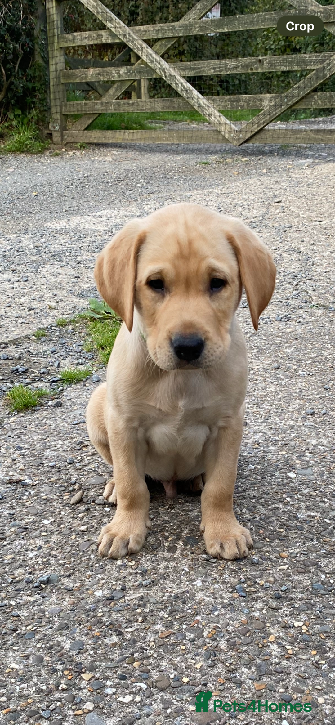 Labrador Retriever dogs for sale: KC Reg Labrador Puppy **LAST ONE ** - Image 6