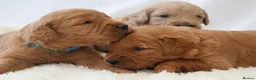 Mini Goldendoodle dogs for sale: F1 Miniature Goldendoodle’s - Advert 10