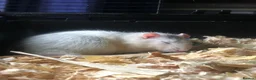 Rat rodents for sale: 3 Male Rats looking for their forever home in New Milton - Advert 7