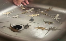 Bearded Dragon reptiles for sale: Bearded dragons  babies  - Image 20