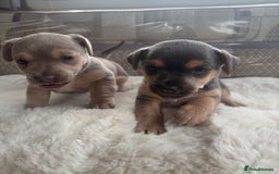 Jack Russell dogs for sale: Rare Jack Russell Puppies for sale - Image 2