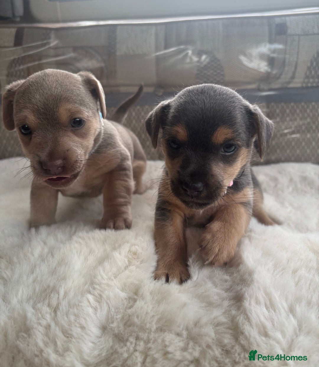Jack Russell dogs for sale: Rare Jack Russell Puppies for sale - Image 2
