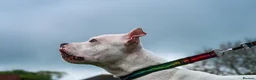 Staffordshire Bull Terrier dogs for stud: Proven stud  in Carlisle - Advert 5