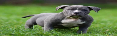 Green collar boy 