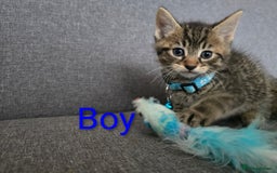 British Shorthair cats for sale: Kittens  - Image 3