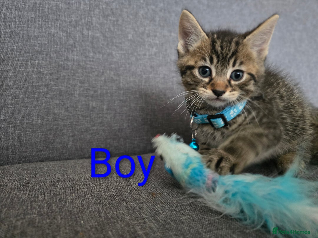 British Shorthair cats for sale: Kittens  - Image 3