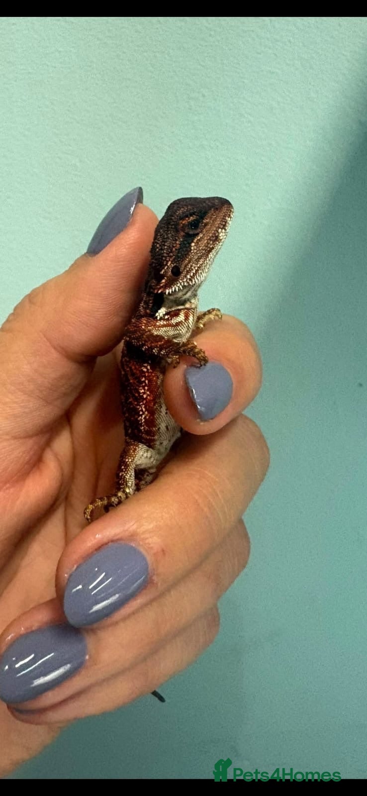 Bearded Dragon reptiles 100% red monster bearded dragon babies🐉 - Advert 2