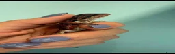 Bearded Dragon reptiles for sale: 100% red monster bearded dragon babies🐉 - Advert 2