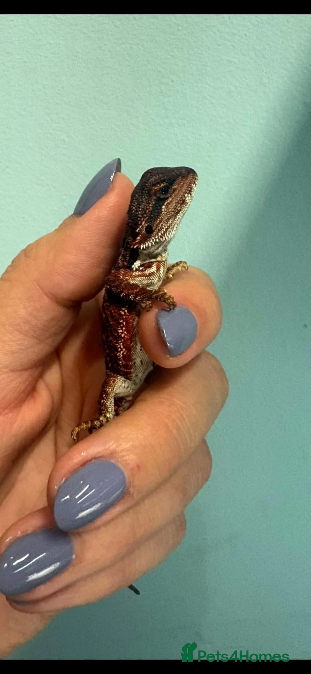 Bearded Dragon reptiles for sale: 100% red monster bearded dragon babies🐉 - Advert 2