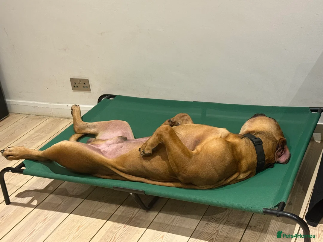 Boerboel dogs for sale: Phenomenal Boerbel - Advert 3