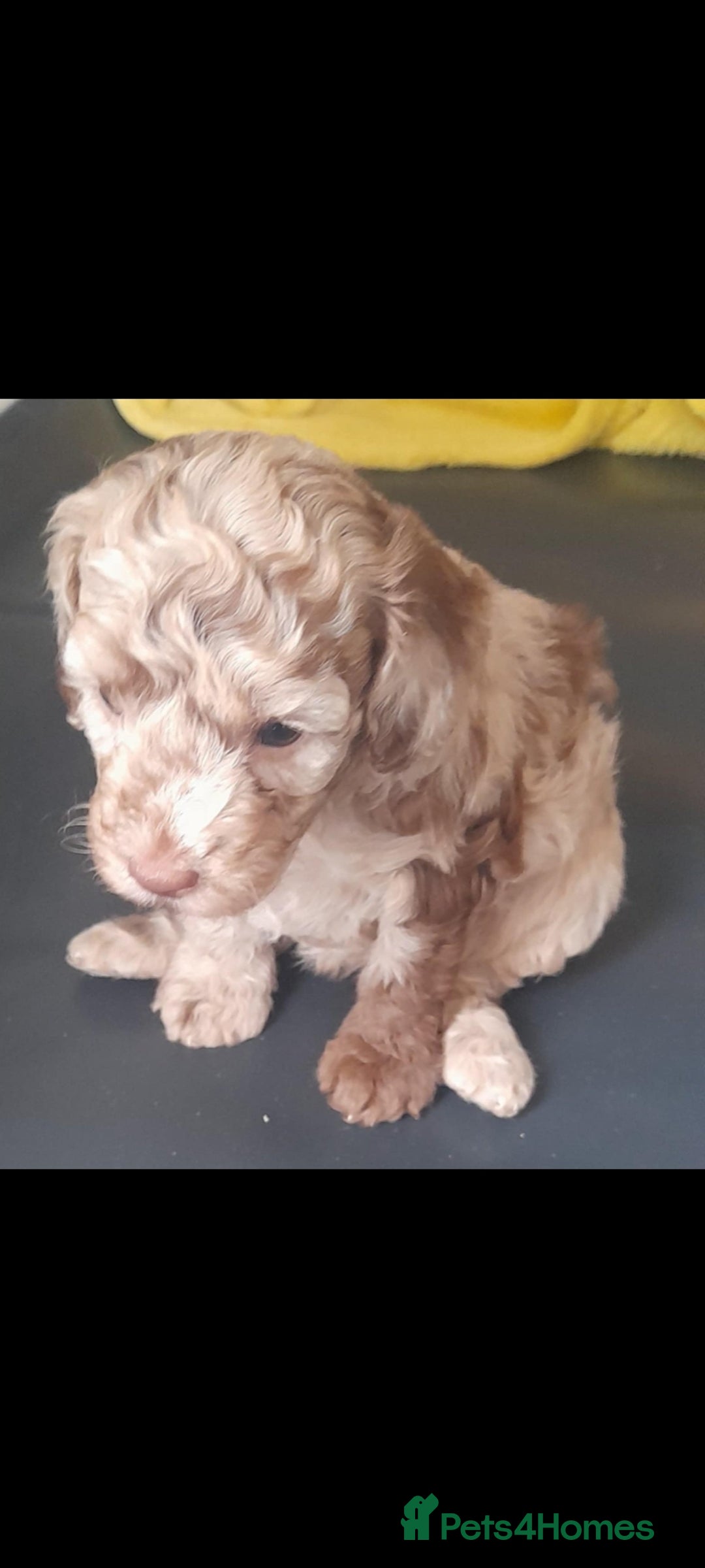 Cockapoo dogs for sale: F1b Cockapoo pups - Image 7
