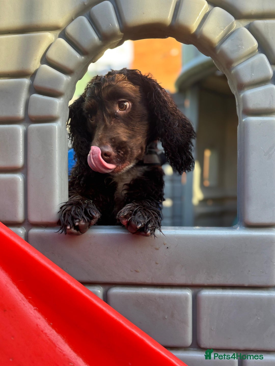 Cocker Spaniel dogs for sale: Oliver the Cocker Spaniel - Advert 1