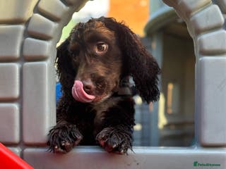 Cocker Spaniel dogs Oliver the Cocker Spaniel - Advert 11