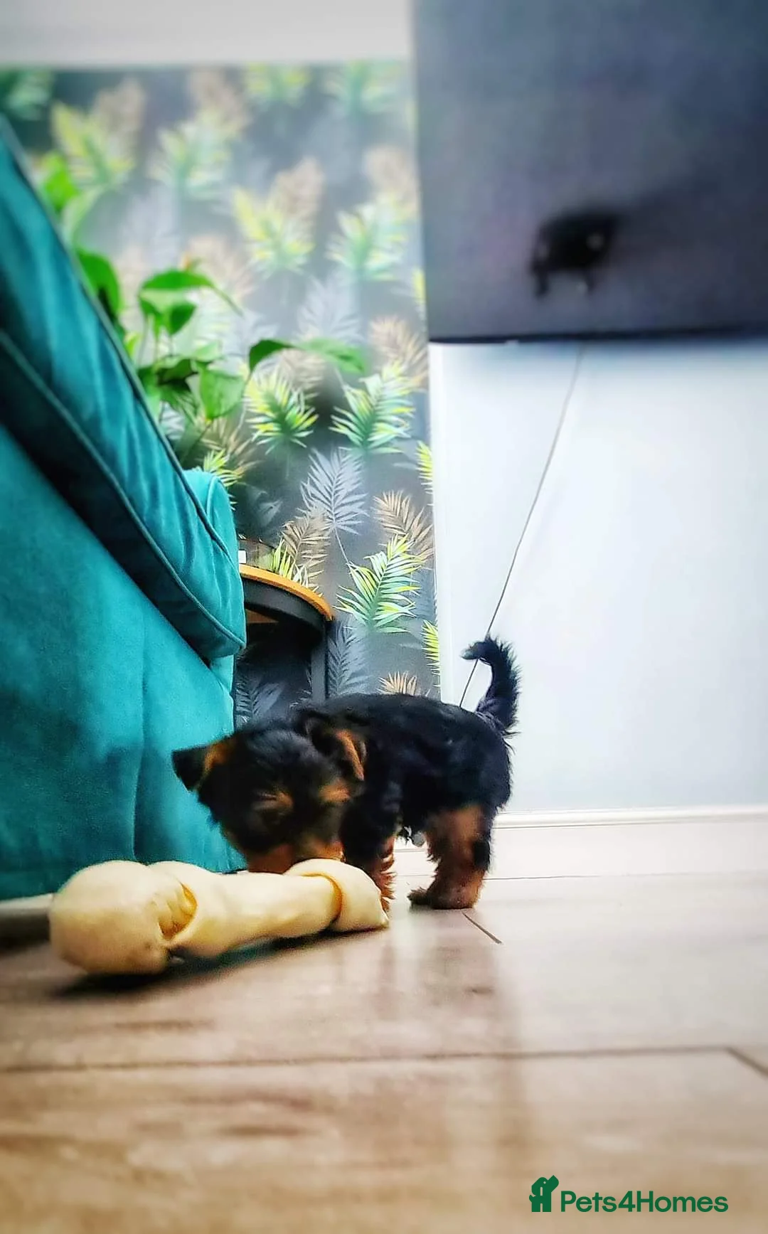 Yorkshire Terrier dogs for stud: KCReg Assured Breeder/Benjamin looking for a date in Southampton - Advert 7