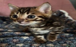 Bengal cats for sale: Stunning brown TICA reg boy bengal kitten - Image 3