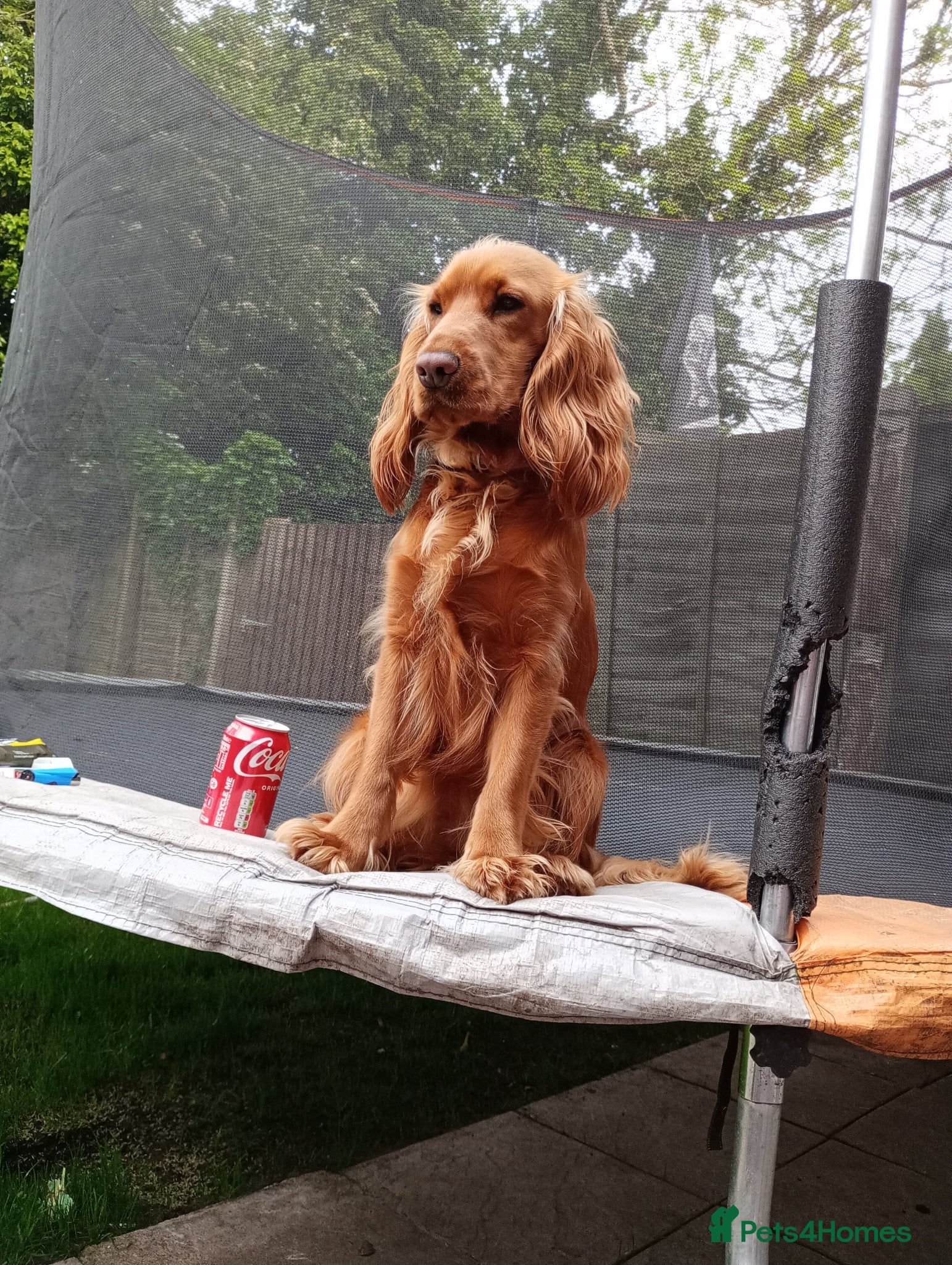 Cocker Spaniel dogs Roxie and Bears First Litter  - Advert 8