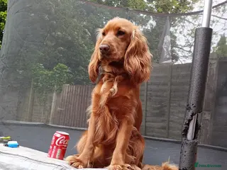 Cocker Spaniel dogs Roxie and Bears First Litter - Advert 6