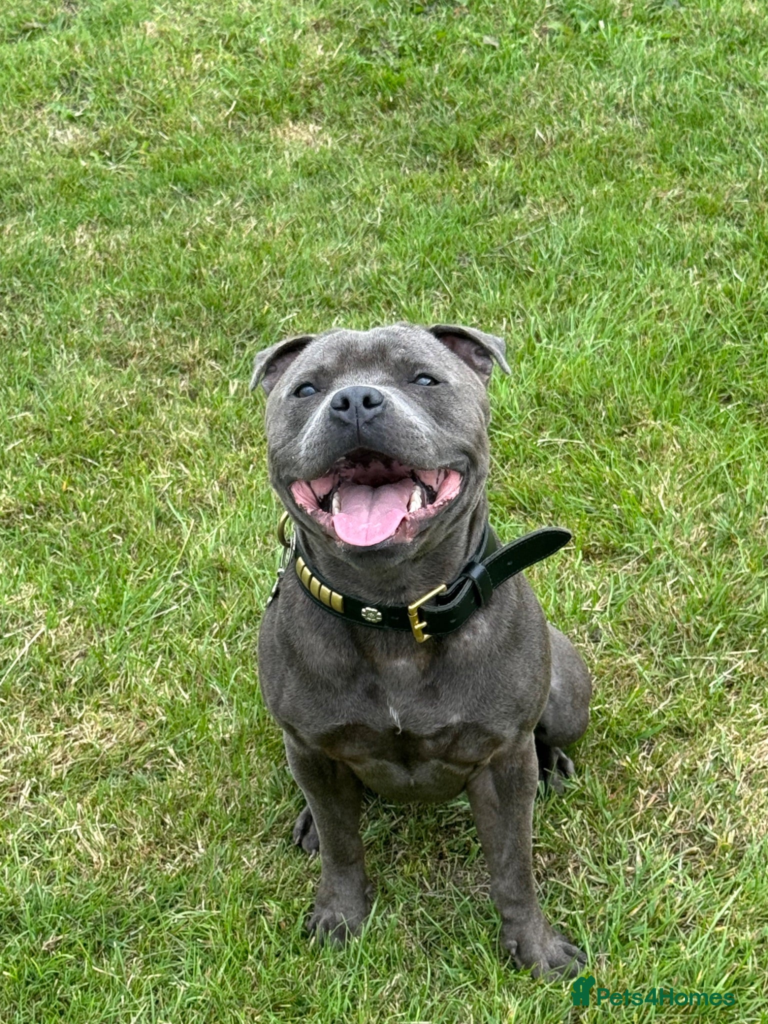 Staffordshire Bull Terrier dogs Spartan Zeus  - Advert 3