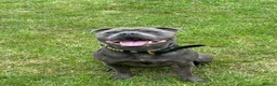 Staffordshire Bull Terrier dogs for stud: Spartan Zeus  in Nottingham - Advert 1
