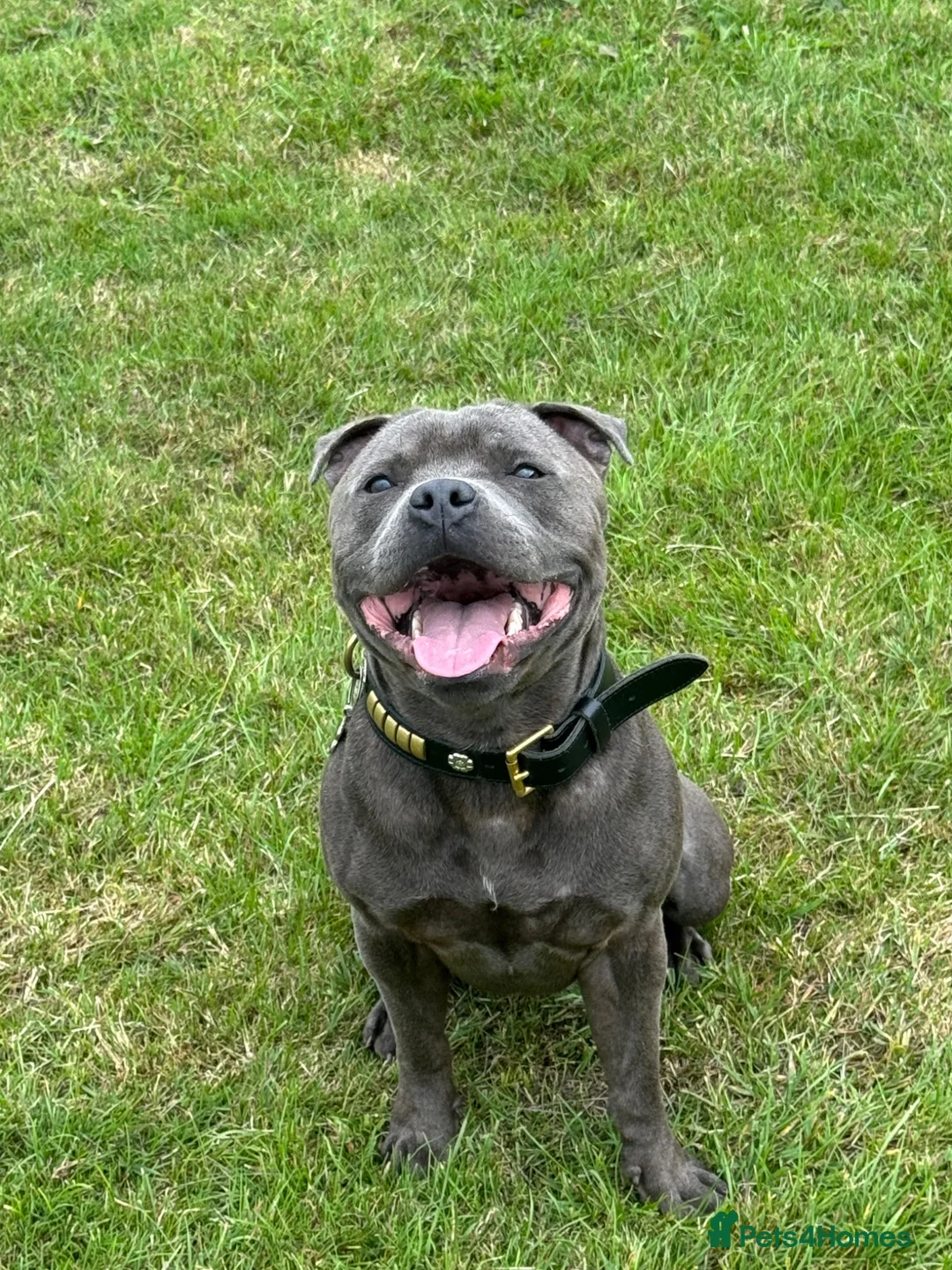 Staffordshire Bull Terrier dogs for stud: Spartan Zeus  in Nottingham - Advert 1