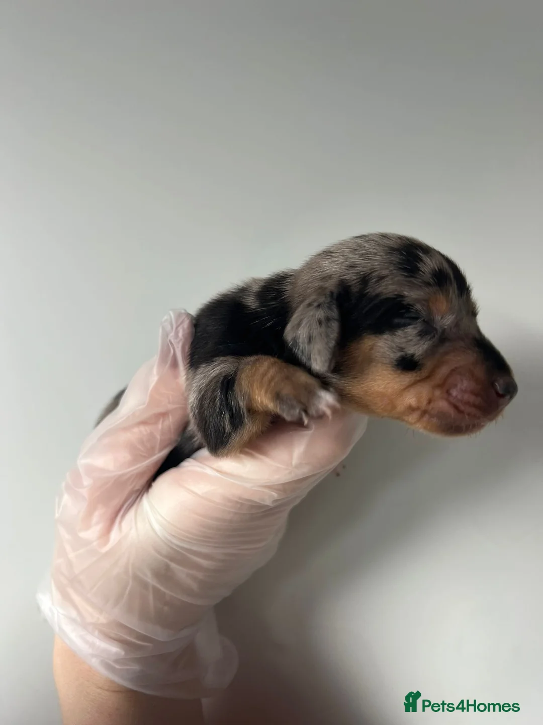 Miniature Dachshund dogs for sale: Beautiful KC Registered Minature Dachshunds  in Portsmouth - Advert 23