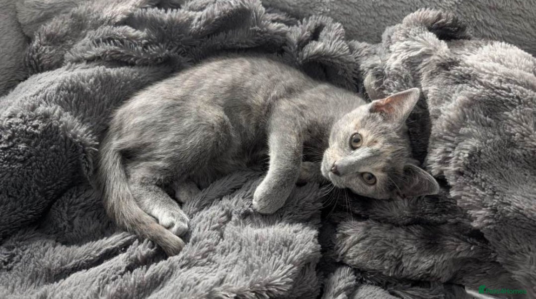 Mixed Breed cats Lilac & peach girl kitten left - Advert 2